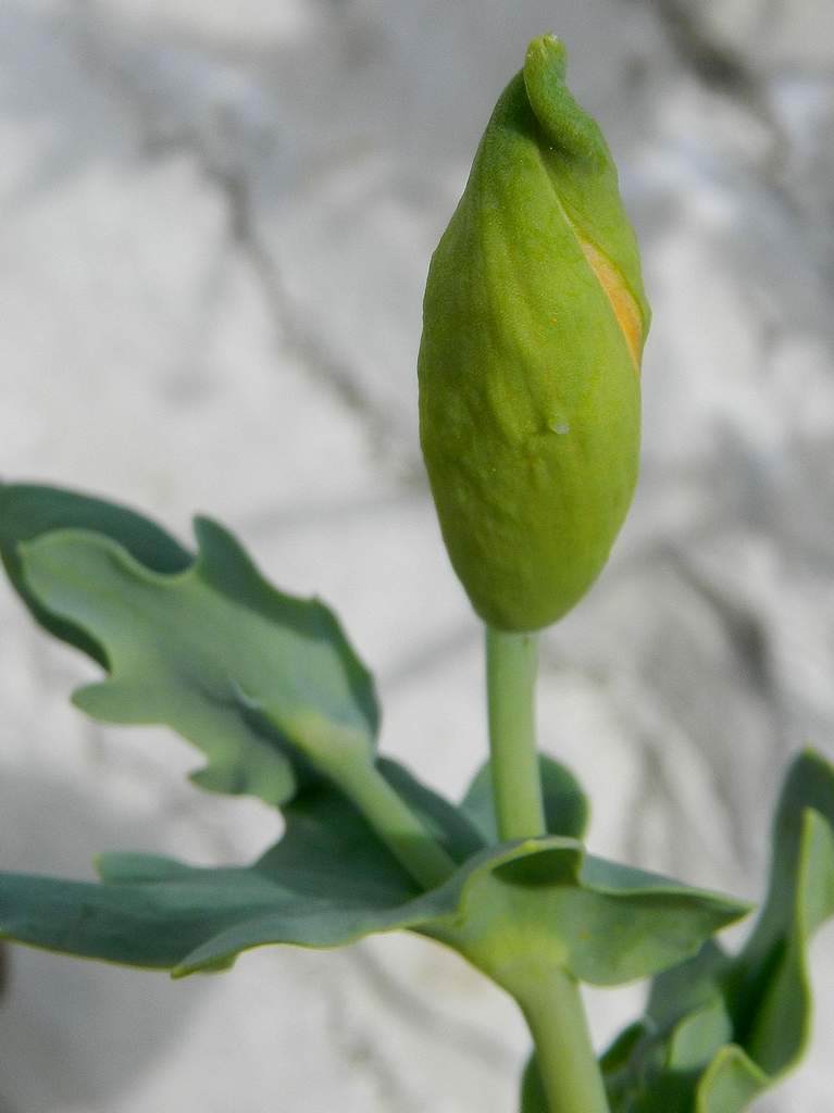 Glaucium flavum